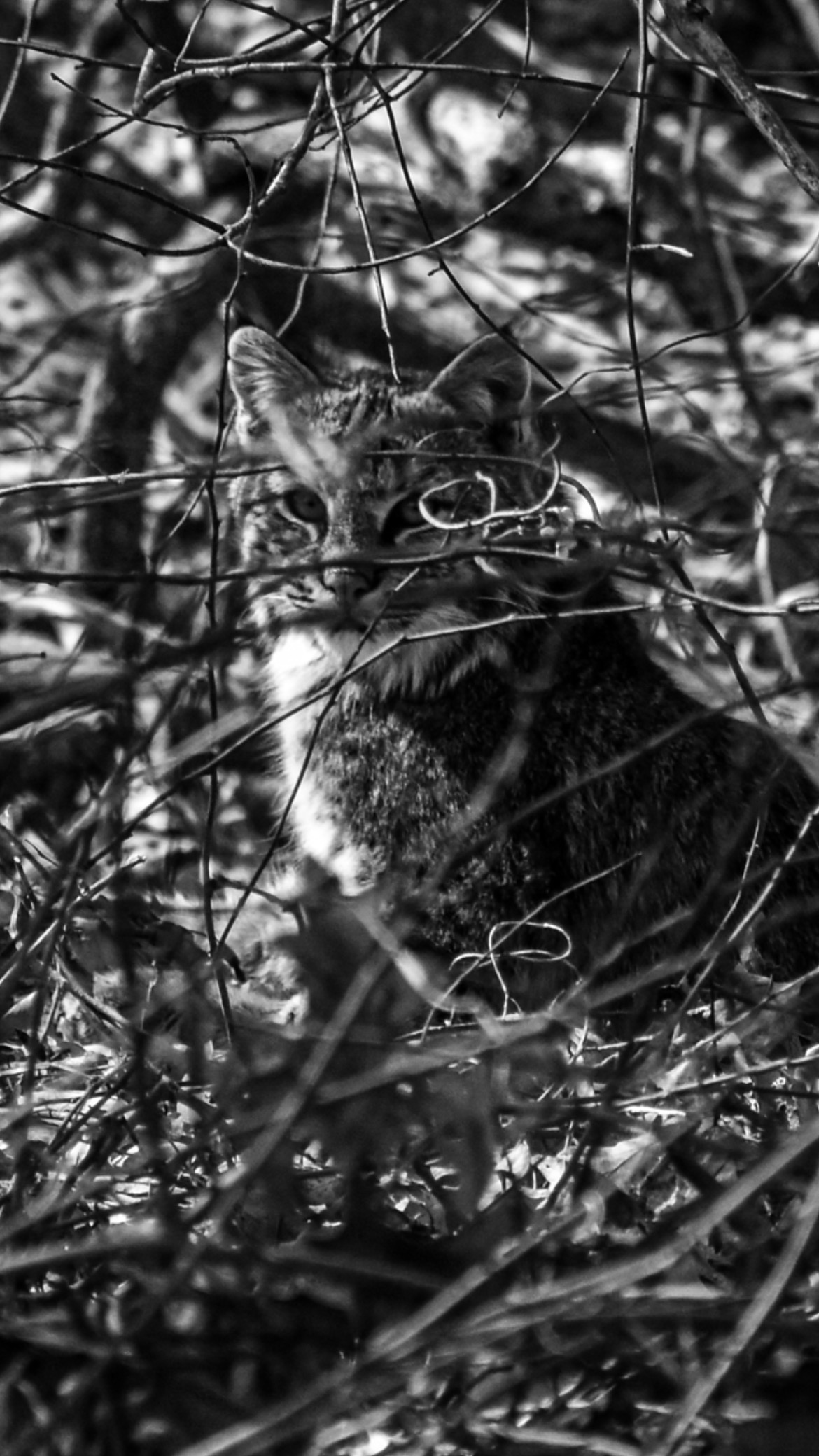 black and white photo of bobcat behind branches